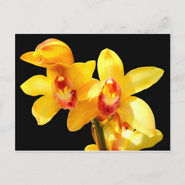 Gult Cymbidium Orchid vykort (Framsida)