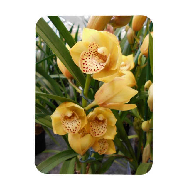 Gult Cymbidium Orchids Magnet (Vertikal)
