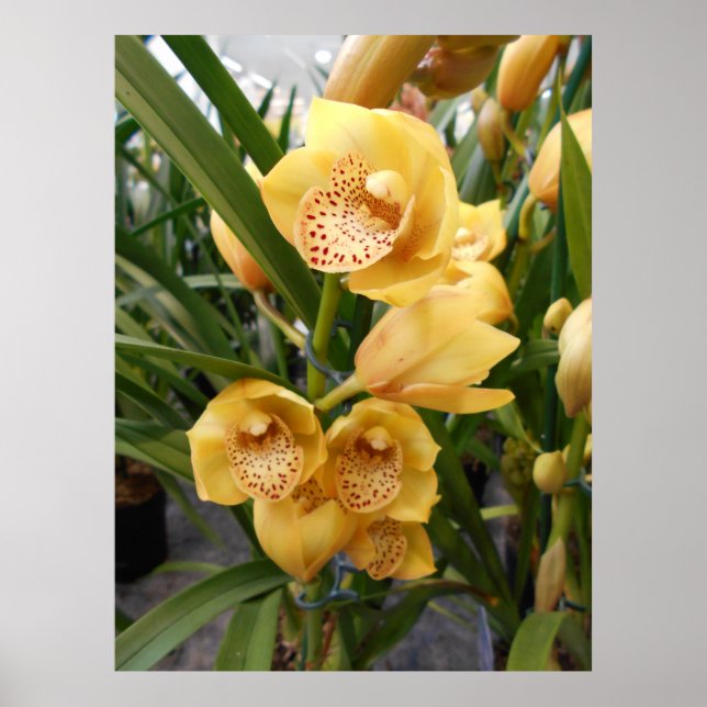 Gult Cymbidium Orchids Poster (Framsidan)