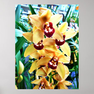 Gult Cymbidium Orchids Poster