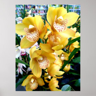 Gult Cymbidium Orchids Poster