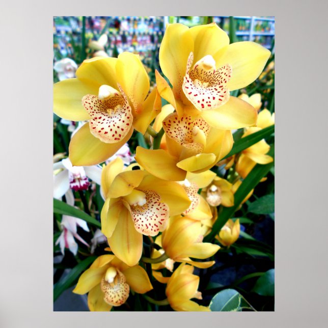 Gult Cymbidium Orchids Poster (Framsidan)