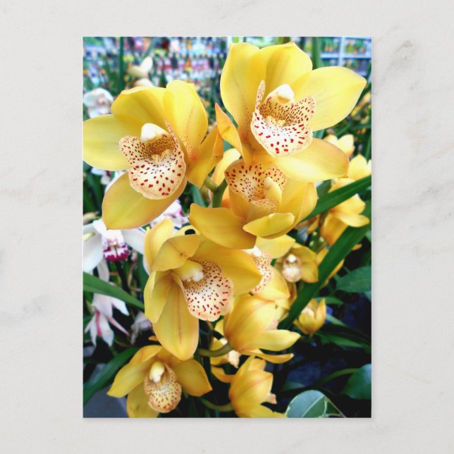 Gult Cymbidium Orchids Vykort (Framsida)