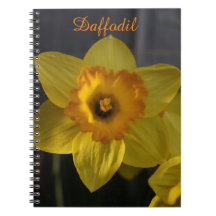 Gult Daffodil
