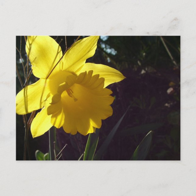 gult Daffodil-blomma i solljus Vykort (Framsida)