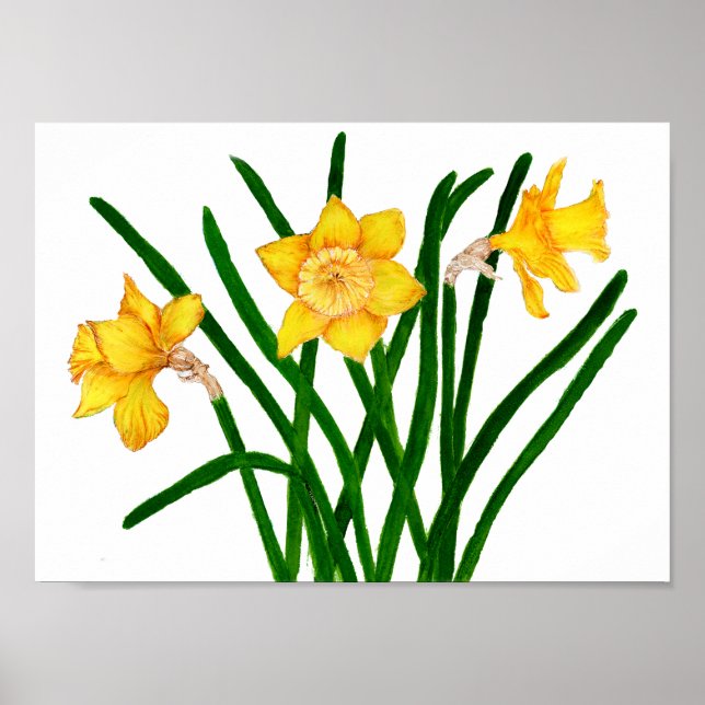 Gult Daffodil Blommigt Vattenfärgsfärg Poster (Framsidan)