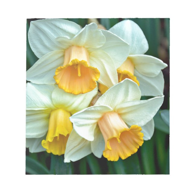Gult Daffodil-blommor Anteckningsblock (Framsida)