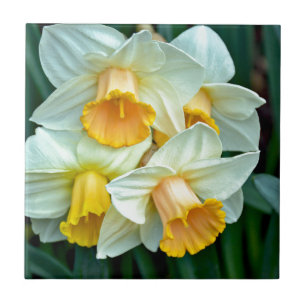 Gult Daffodil-blommor Kakelplatta
