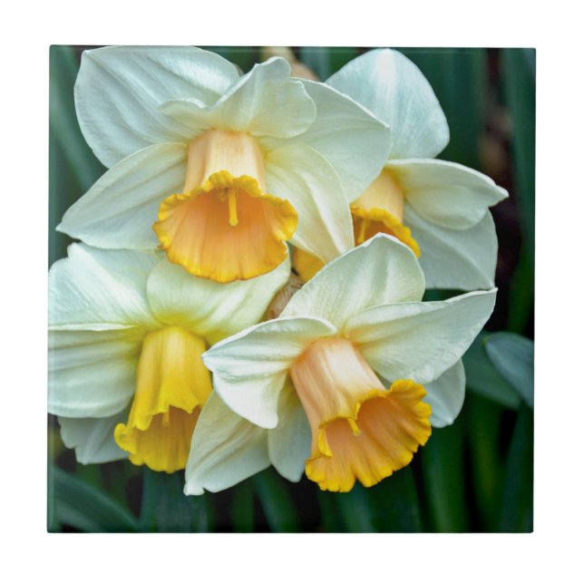 Gult Daffodil-blommor Kakelplatta (Framsidan)