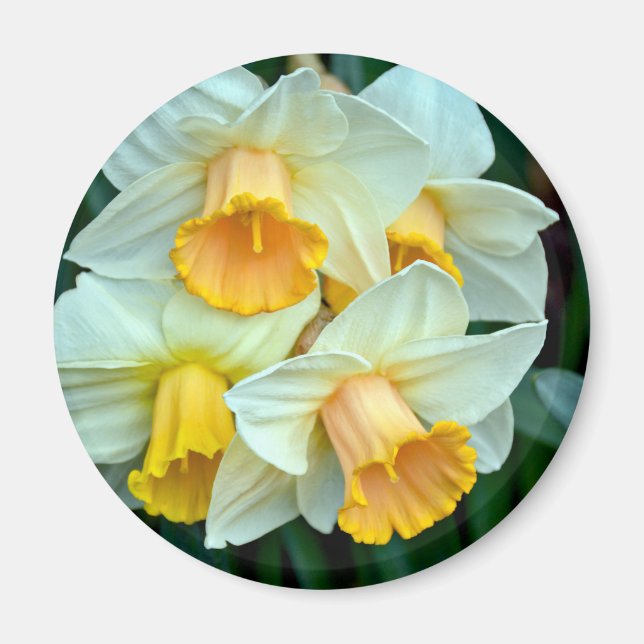 Gult Daffodil-blommor Magnet (Framsidan)