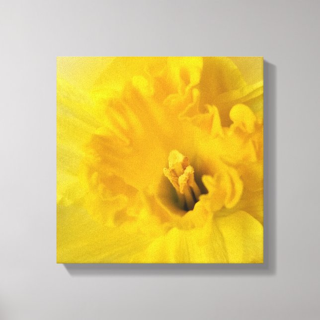 gult daffodil canvastryck (Framsida)