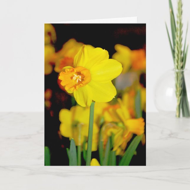 Gult Daffodil Card Kort (Framsida)