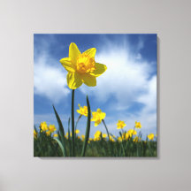 Gult Daffodil Fält vid Blå himmel 24 x 24