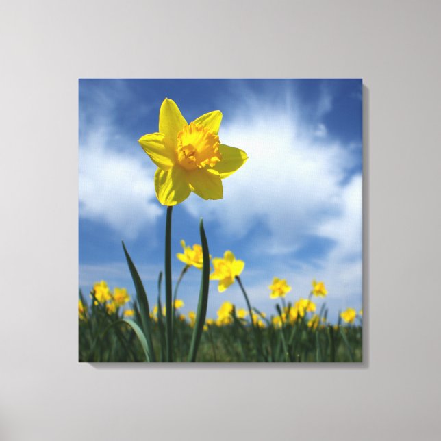 Gult Daffodil Fält vid Blå himmel 24 x 24 Canvastryck (Framsida)