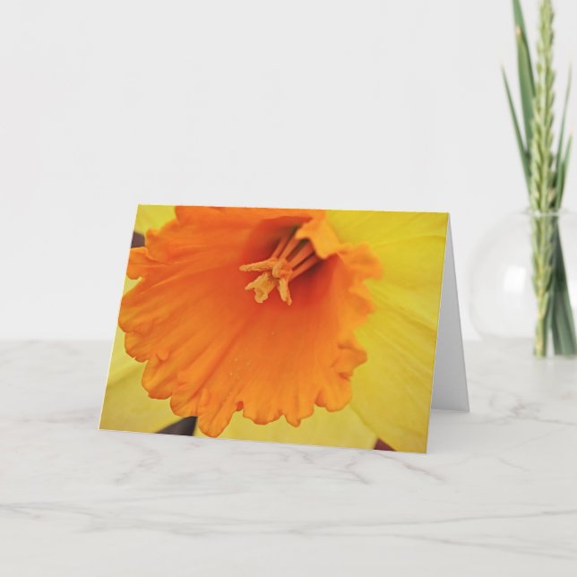 Gult Daffodil Flower Close-Note Card Kort (Framsida)