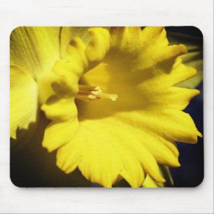 Gult Daffodil Flower Musmatta