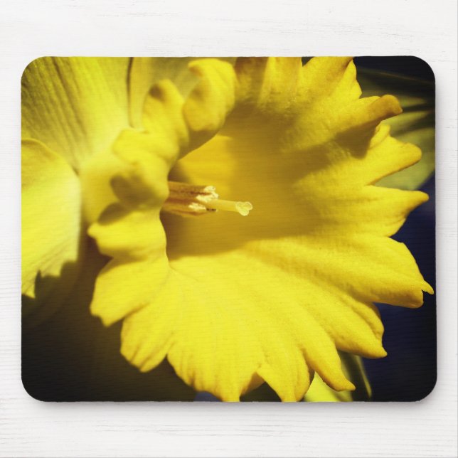 Gult Daffodil Flower Musmatta (Framsidan)