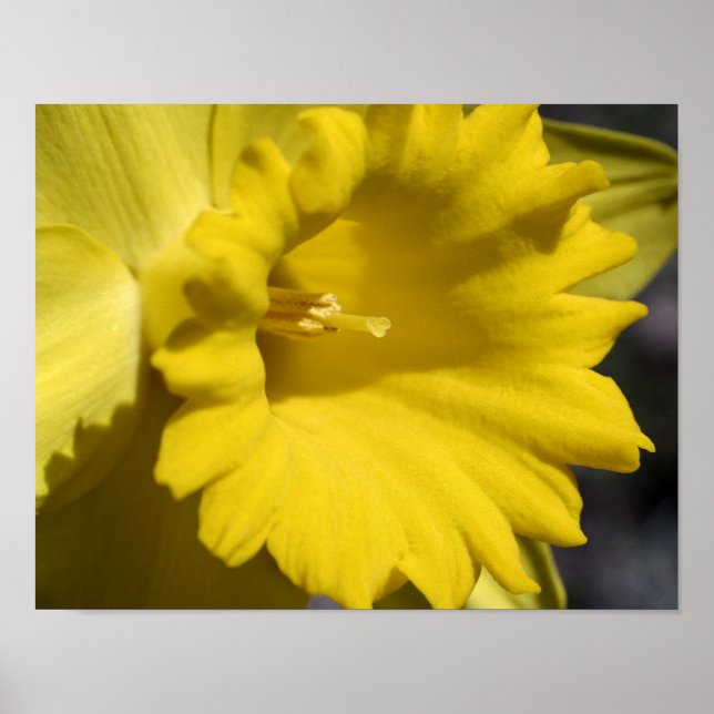Gult Daffodil Flower Petals och Center Poster (Framsidan)