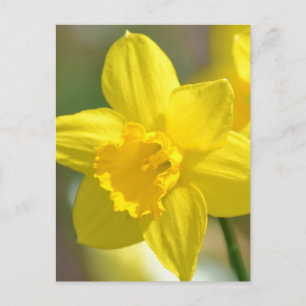 Gult Daffodil Flower Vykort