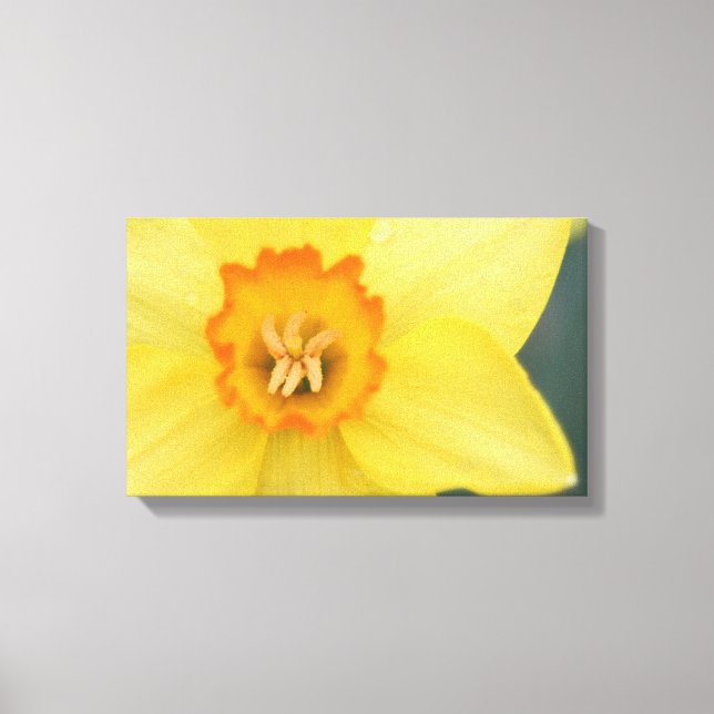 Gult Daffodil Kanvastryck (Framsida)