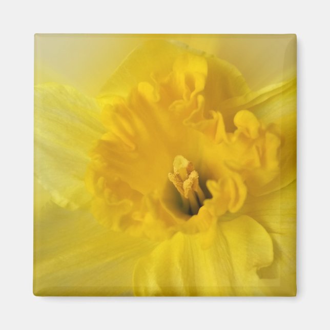 gult daffodil magnet (Framsidan)