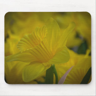 Gult daffodil munsvalg musmatta