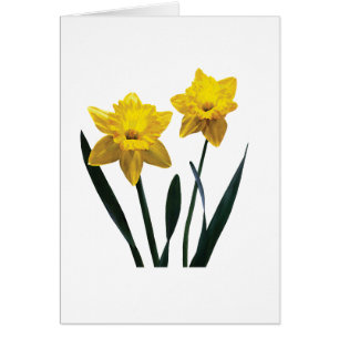 Gult Daffodil Pair Hälsningskort
