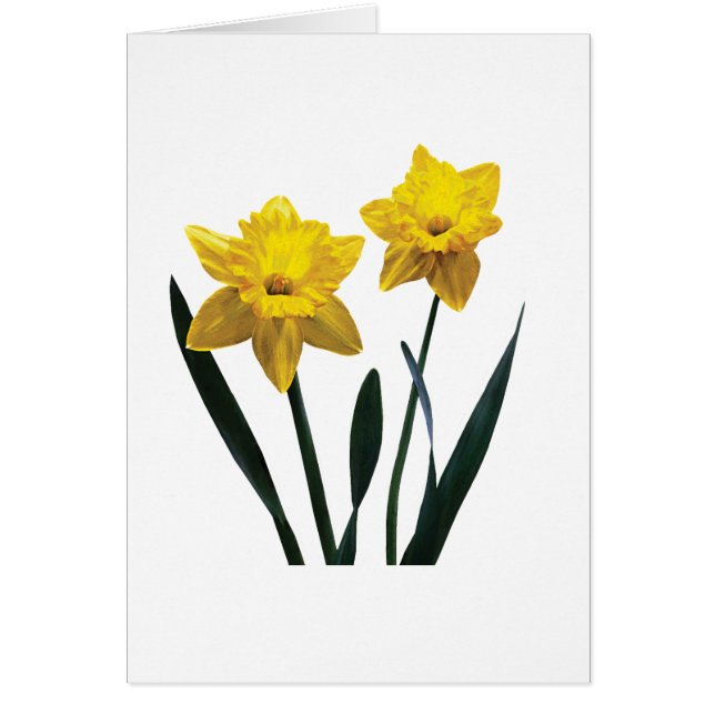 Gult Daffodil Pair Hälsningskort (Framsidan)