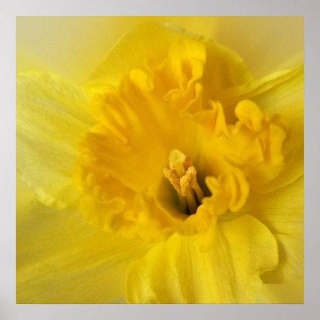 gult daffodil poster (Framsidan)
