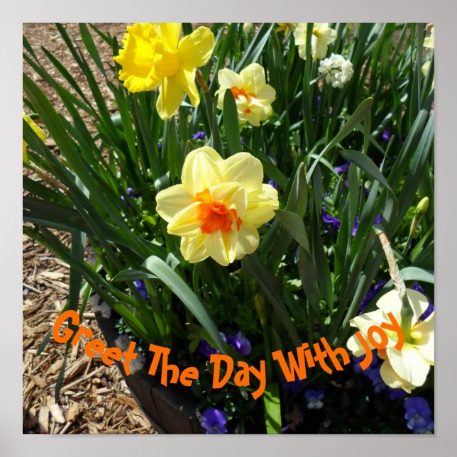 Gult Daffodil Poster (Framsidan)