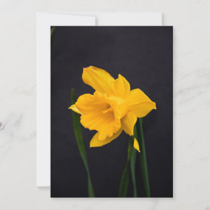 Gult Daffodil Tack Kort