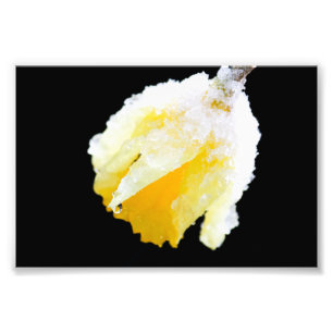 Gult Daffodil täckt i Winter Snö Fototryck
