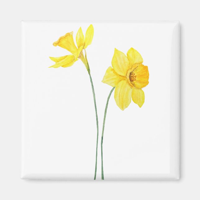 gult daffodil vattenfärgsmålarfärg magnet (Framsidan)