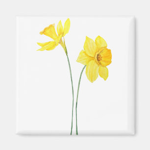 gult daffodil vattenfärgsmålning magnet