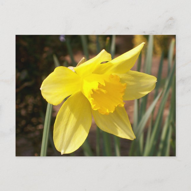 Gult Daffodil vykort (Framsida)