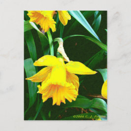 gult Daffodil Vykort