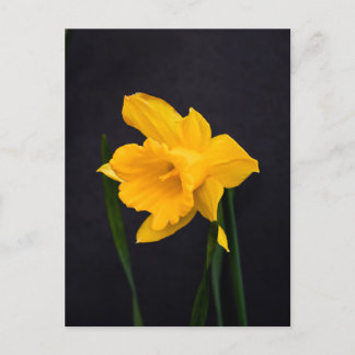 Gult Daffodil Vykort