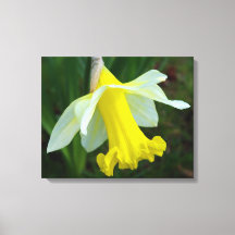 Gult Daffodil Wrapped Canvas Skriv ut