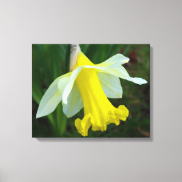 Gult Daffodil Wrapped Canvas Skriv ut