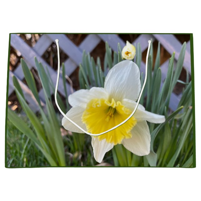 Gult Daffodils (Framsidan)