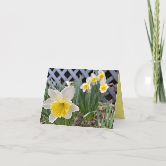 Gult Daffodils #3 Kort (Framsida)