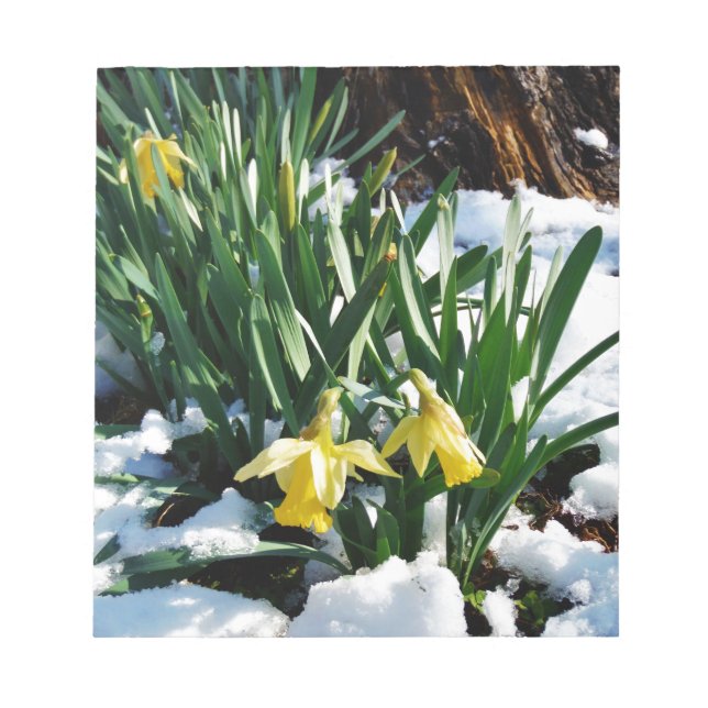 Gult Daffodils blommor i snö Anteckningsblock (Framsida)