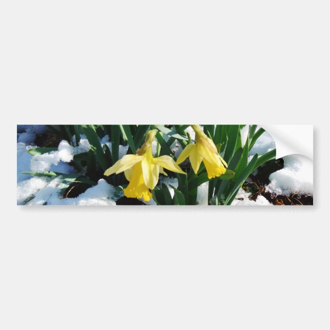 Gult Daffodils blommor i snö Bildekal (Framsidan)