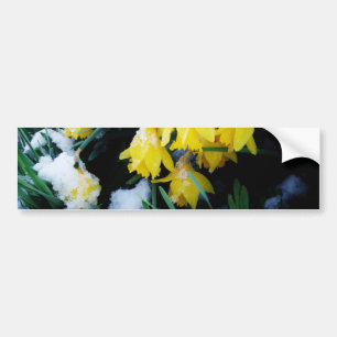 Gult Daffodils blommor i snö Bildekal
