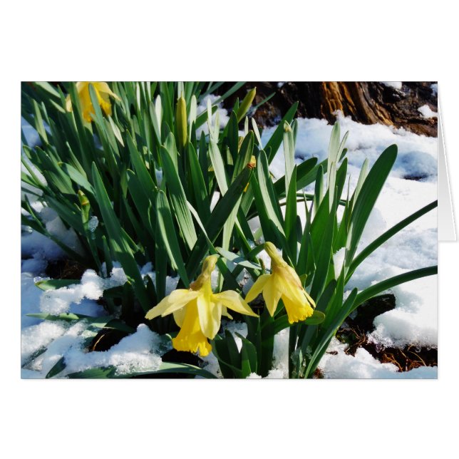 Gult Daffodils blommor i snö Hälsningskort (Framsidan Horizontal)