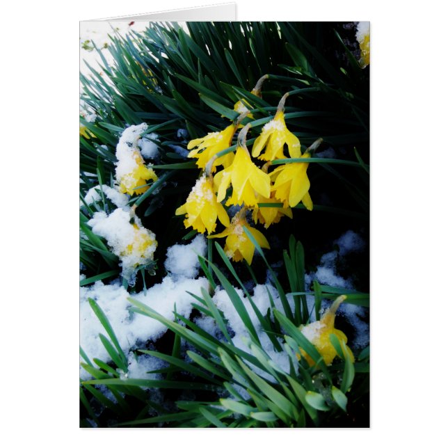 Gult Daffodils blommor i snö Hälsningskort (Framsidan)