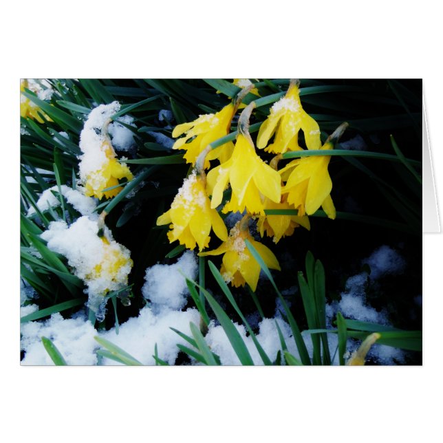Gult Daffodils blommor i snö Hälsningskort (Framsidan Horizontal)