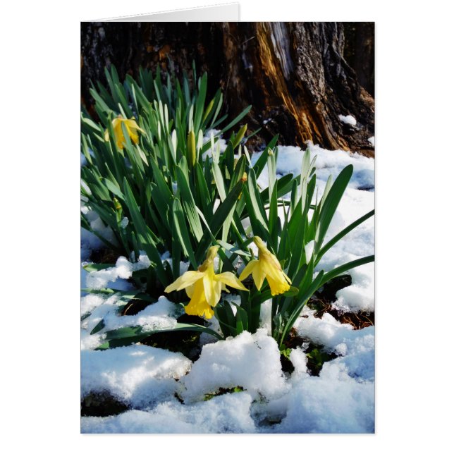 Gult Daffodils blommor i snö Hälsningskort (Framsidan)