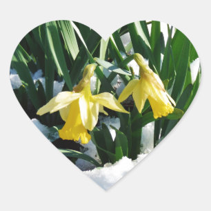 Gult Daffodils blommor i snö Hjärtformat Klistermärke