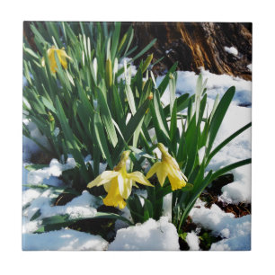 Gult Daffodils blommor i snö Kakelplatta